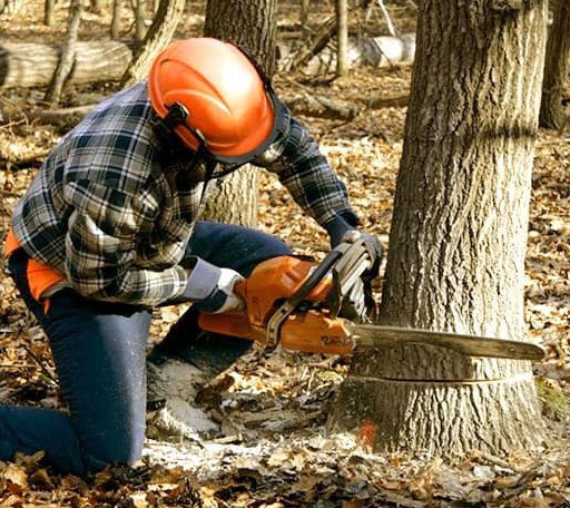 Tree Removal in Clinton, KY